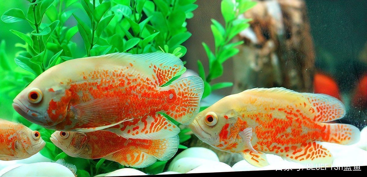 魟魚換水的最佳時間