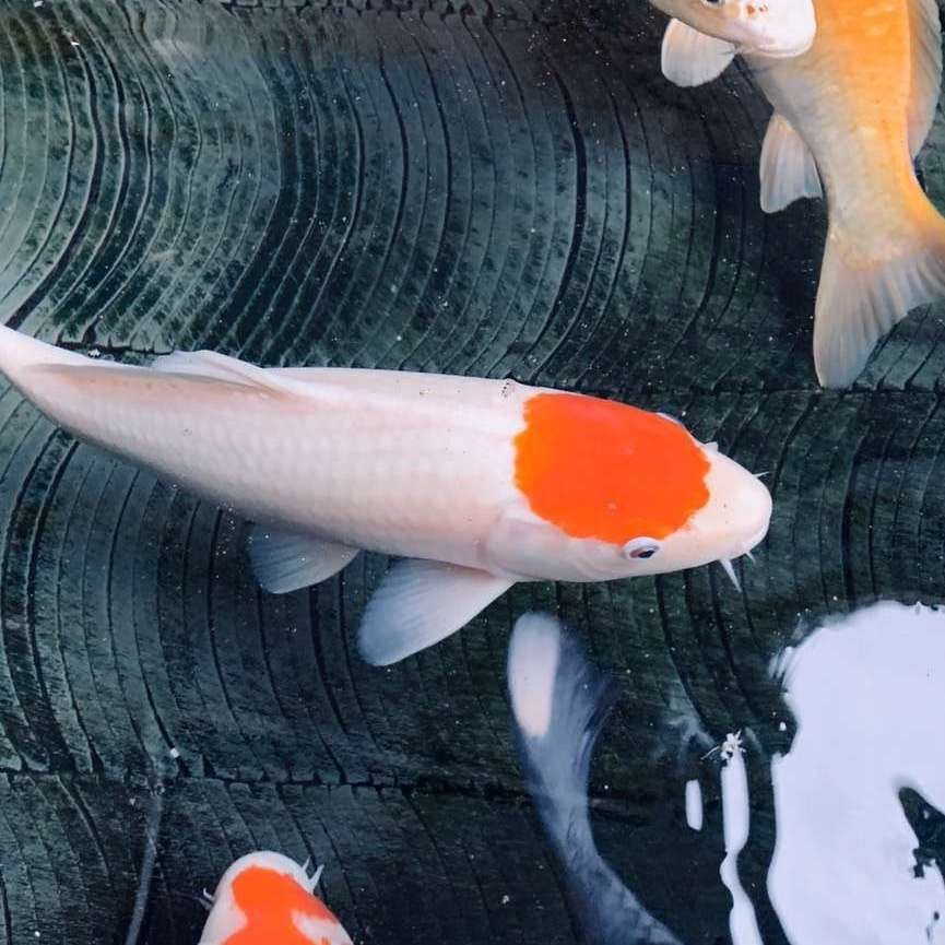 魟魚換水的最佳時間