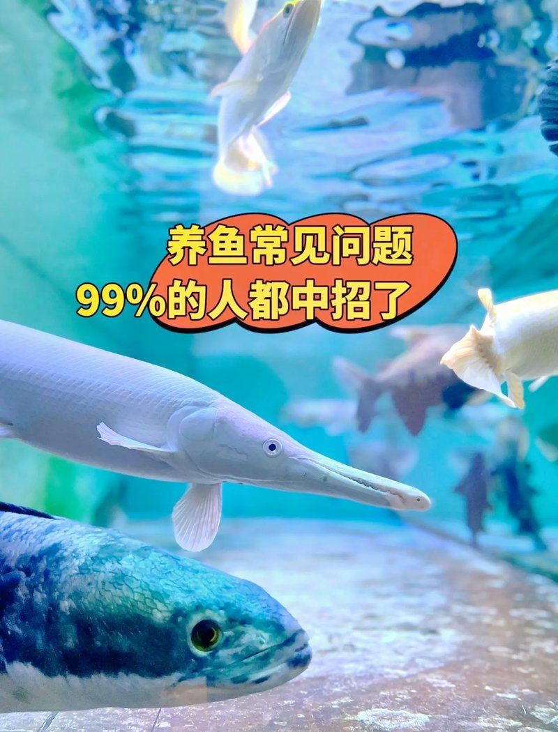 魟魚換水的最佳時間
