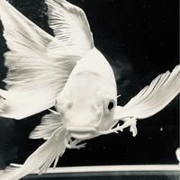 魟魚換水的最佳時間
