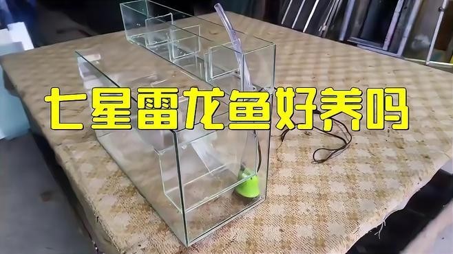 雷龍魚是哪里產的最好養