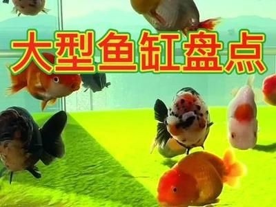 龍魚(yú)缸哪個(gè)牌子性價(jià)比高又好用：森森魚(yú)缸用戶評(píng)價(jià)如何 龍魚(yú)缸哪個(gè)牌子性價(jià)比高又好用：森森魚(yú)缸用戶評(píng)價(jià)如何 魚(yú)缸百科 第5張