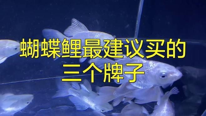 蝴蝶鯉飼料十大品牌