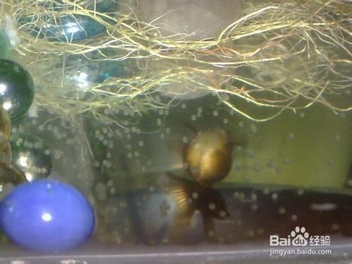 魚缸臭味怎么辦？：魚缸腥臭怎么辦