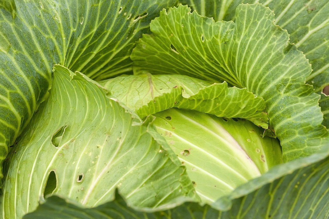 十大最好養的三湖慈鯛
