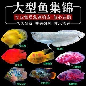 龍魚不想養了可以送人嗎：如果您不再想養龍魚，可以將其送人，但是可以送人嗎