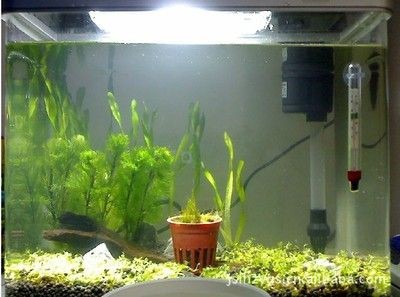 水草缸與古法魚缸的區(qū)別：古法魚缸種植植物不僅可以美化魚缸環(huán)境還能美化魚缸環(huán)境