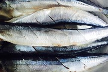十大海魚排名