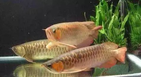 龍魚趴缸最簡單三個步驟