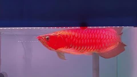 龍魚趴缸最簡單三個步驟