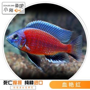 什么魚能和金龍魚混養：適合與金龍魚混養的魚種