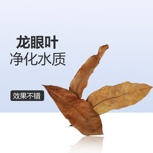 魚缸里放橄欖葉的作用：橄欖葉在水族箱中的正確使用量，如何防止橄欖葉導致水體變色