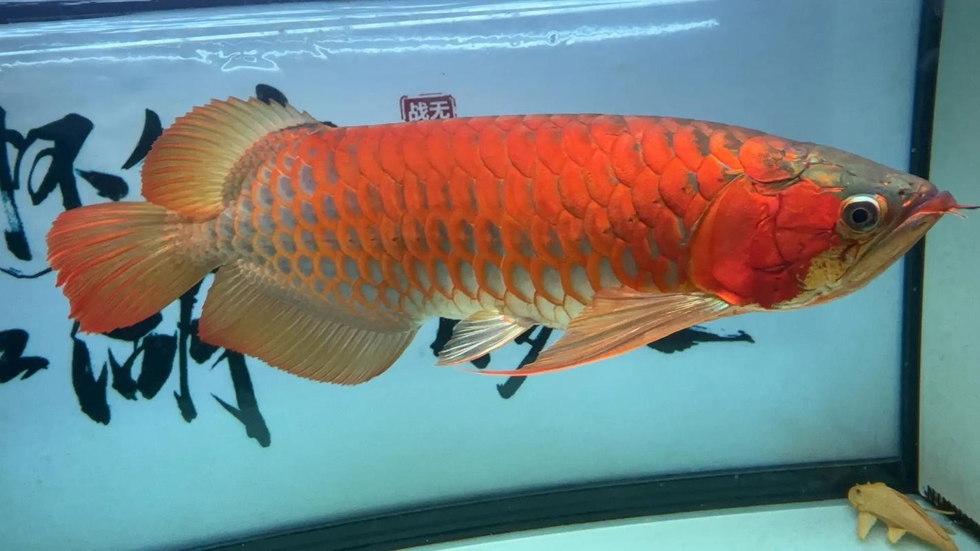 印尼紅龍魚怎么養殖的圖片大全