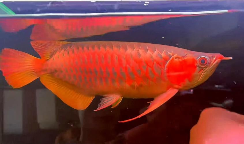 印尼紅龍魚怎么養殖的圖片大全