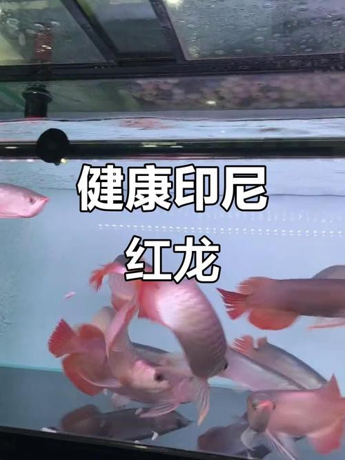 印尼紅龍魚怎么養殖的圖片大全