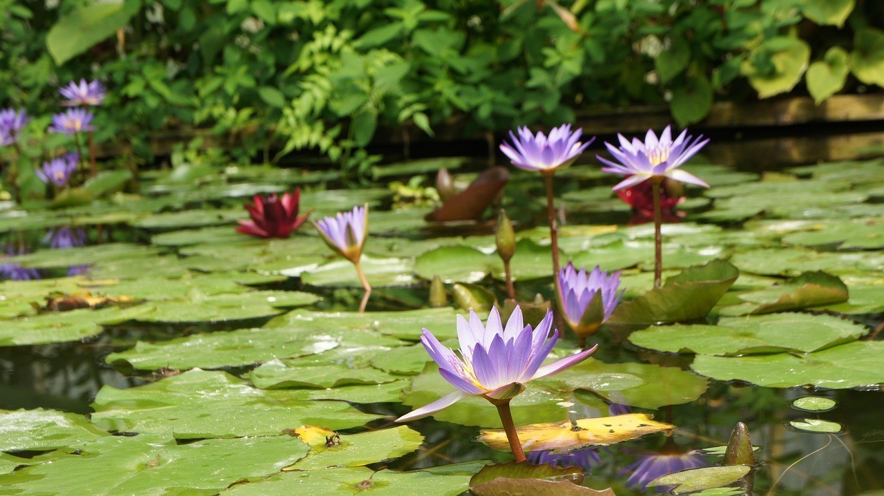 水生植物