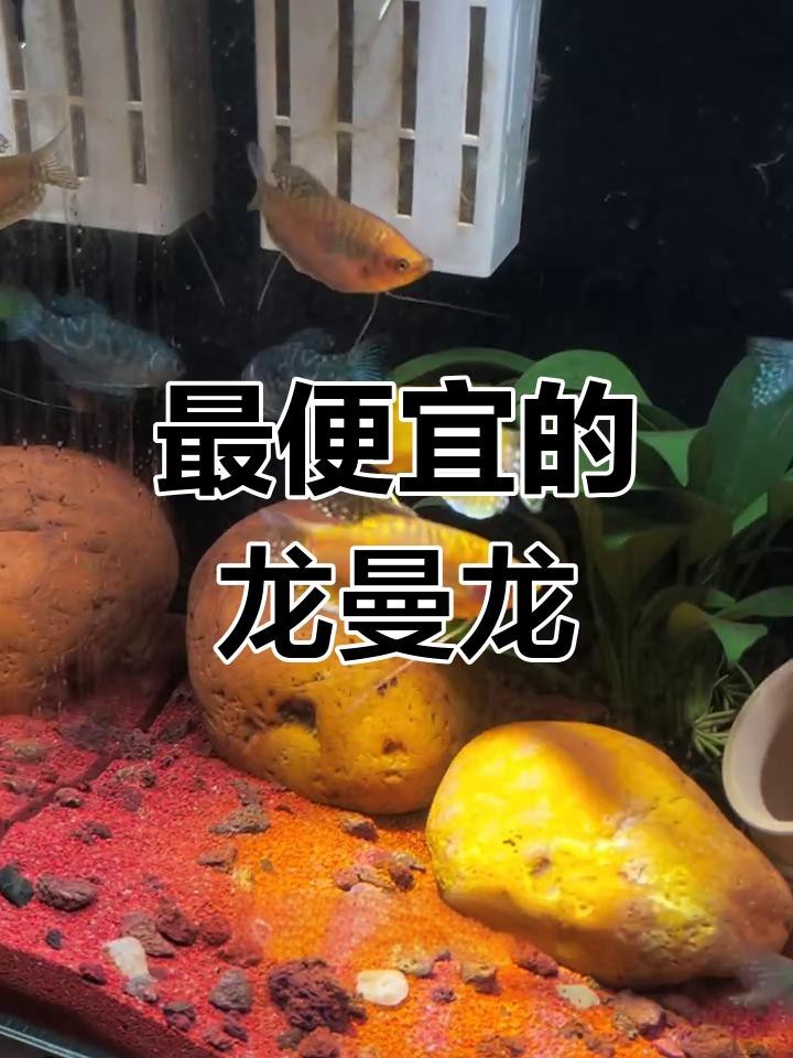 曼龍魚有哪些品種？