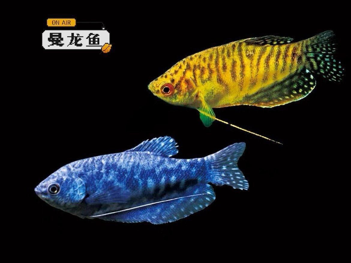 曼龍魚有哪些品種？