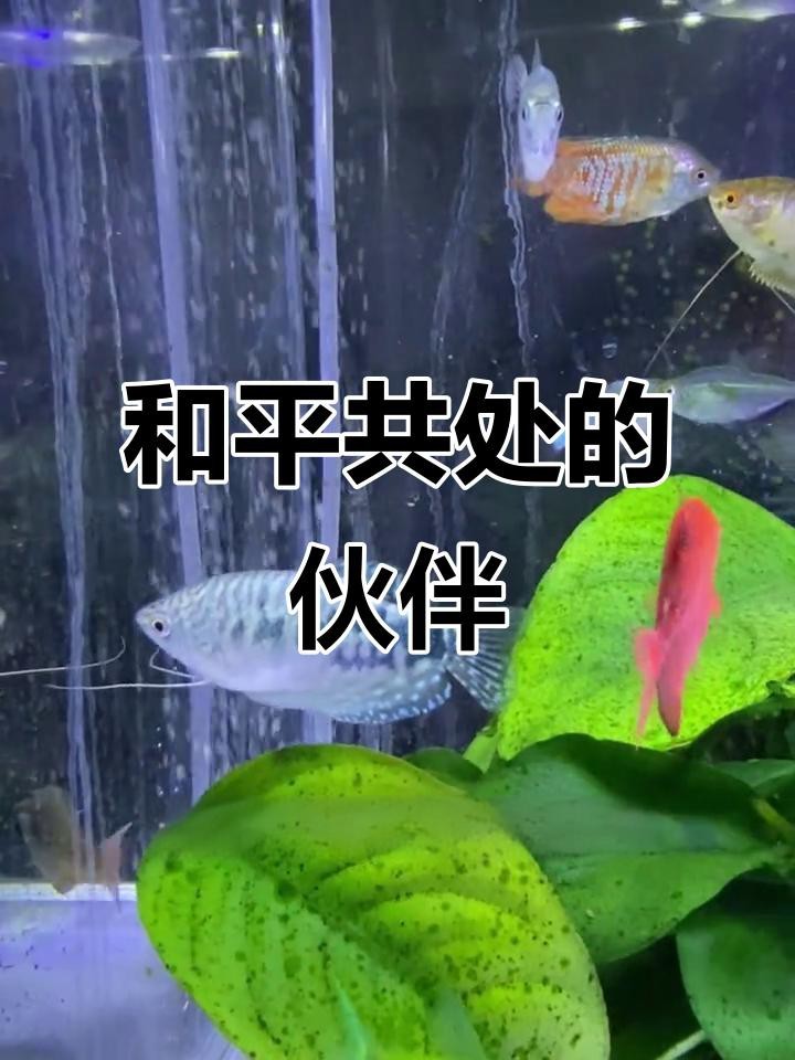 曼龍魚有哪些品種？