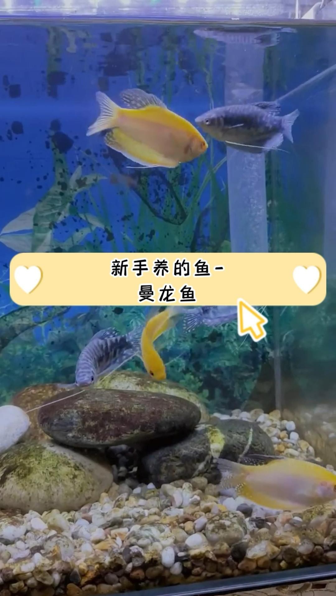 曼龍魚有哪些品種？