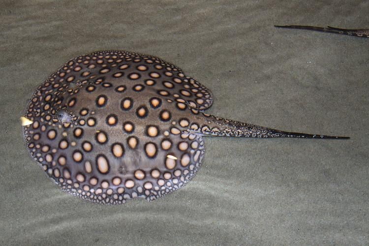魟魚圖片