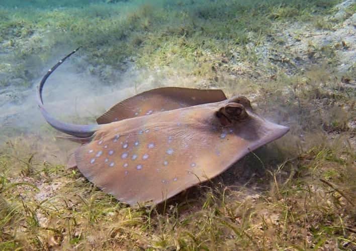 魟魚圖片