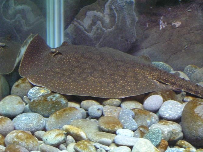 魟魚圖片