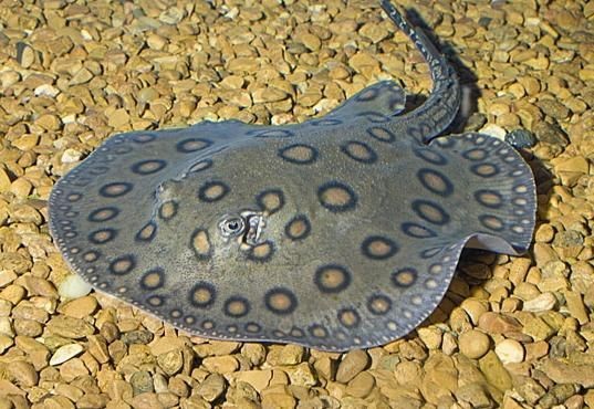 魟魚圖片