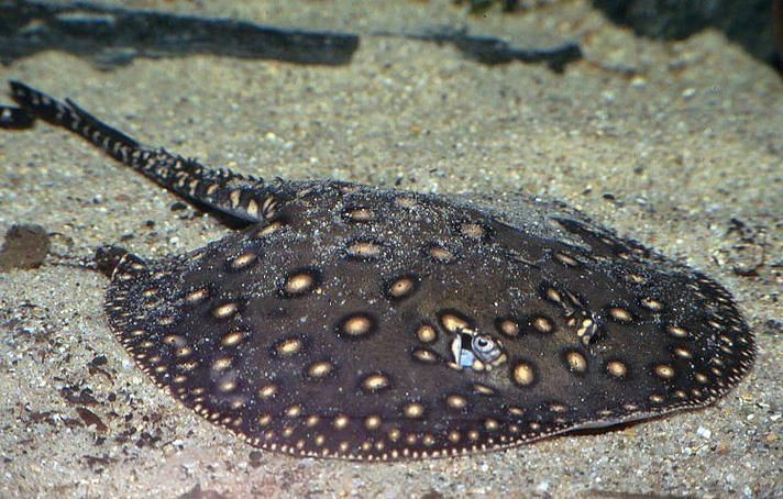 魟魚圖片