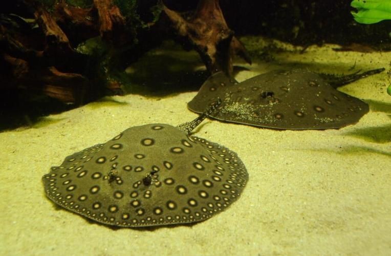 魟魚圖片