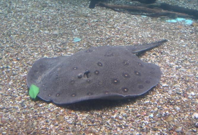魟魚圖片