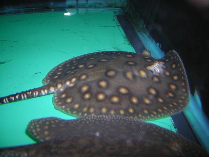 魟魚圖片