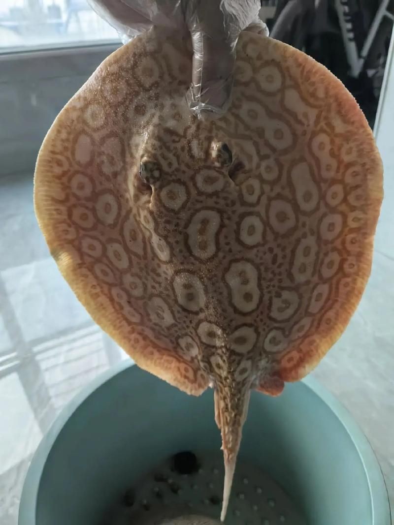 魟魚圖片