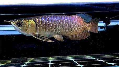 龍魚品種的區分圖解
