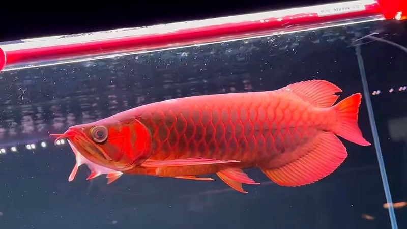 龍魚品種的區分圖解