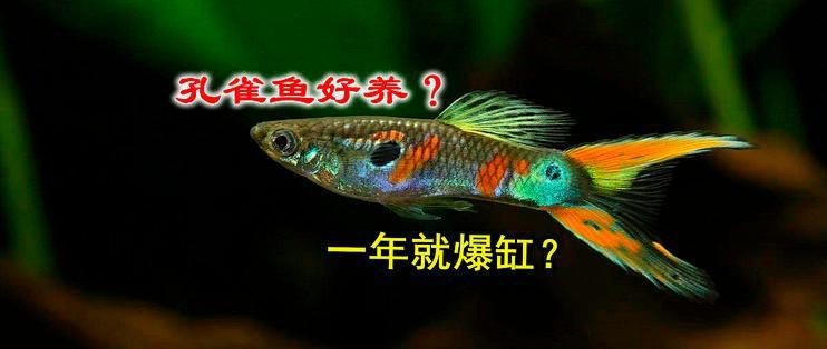 花老虎孔雀魚能長多大