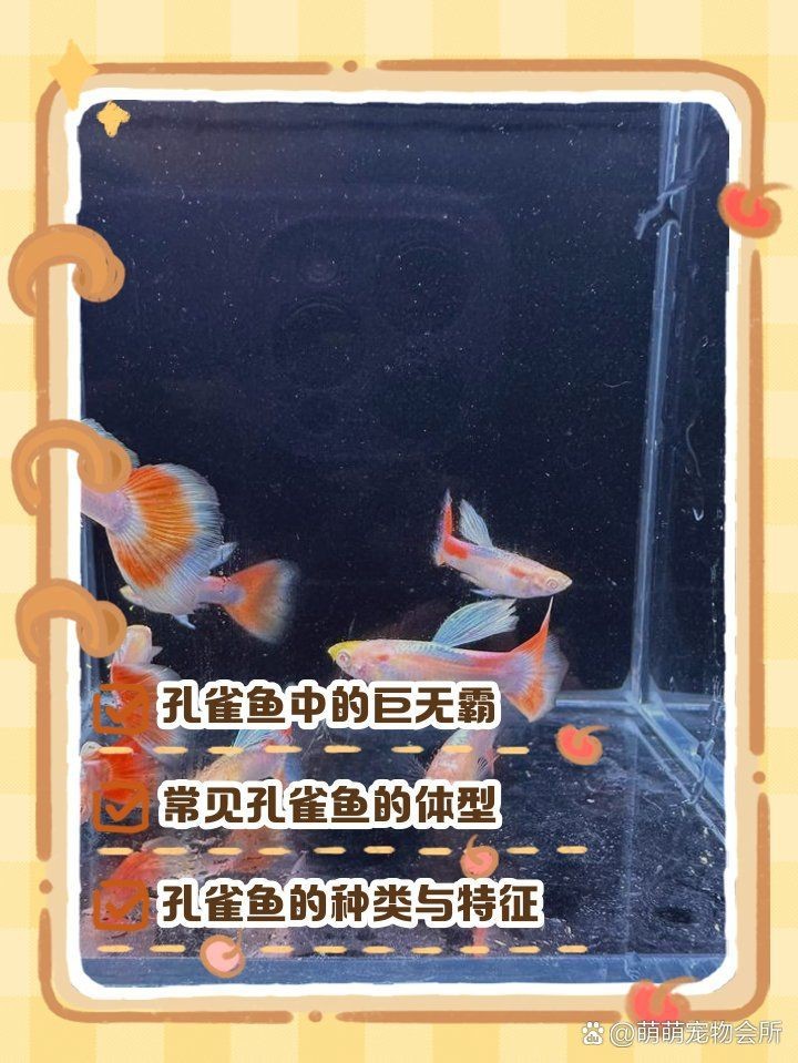 花老虎孔雀魚能長多大