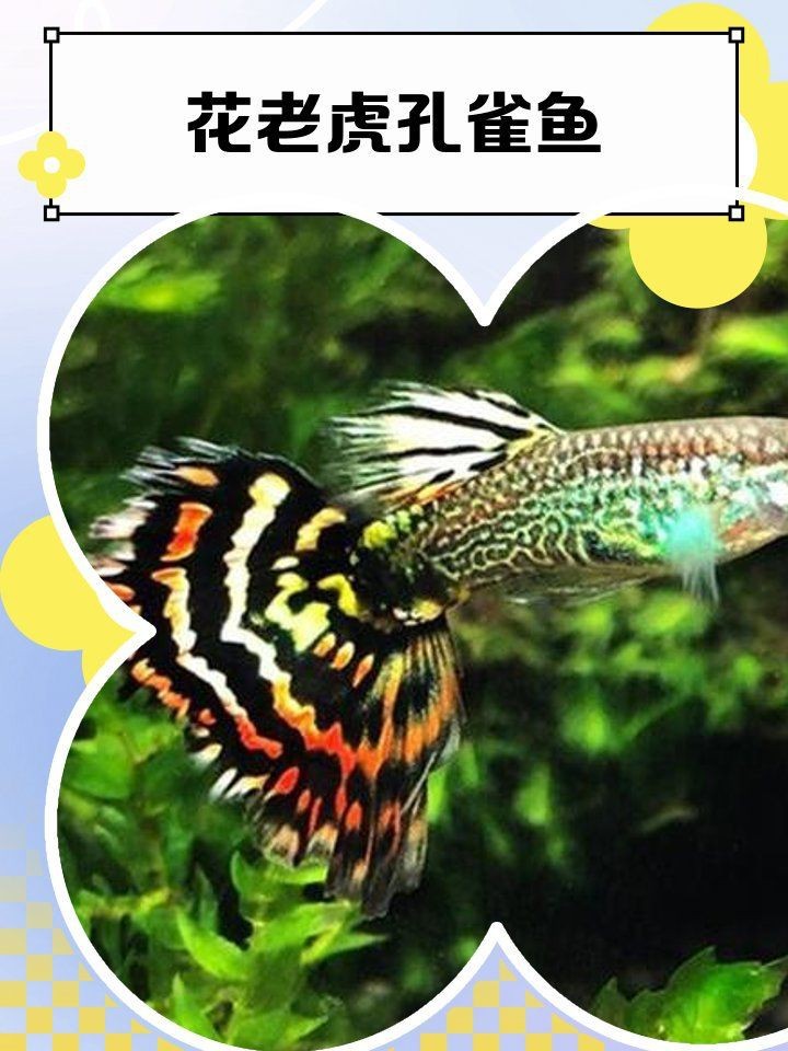 花老虎孔雀魚能長多大