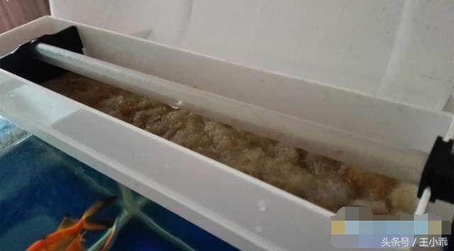 魚缸過濾棉多久更換一次：魚缸過濾棉的更換頻率取決于什么？