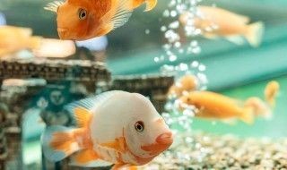 魚缸過濾棉多久更換一次：魚缸過濾棉的更換頻率取決于什么？