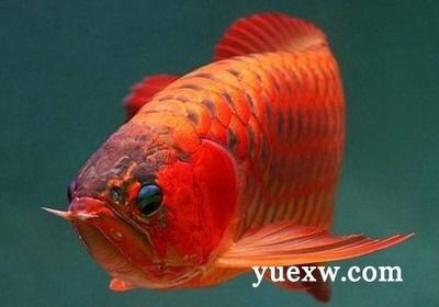 龍魚(yú)有什么好處和壞處：養(yǎng)龍魚(yú)需要投入一定的時(shí)間和金錢且在處理排泄物時(shí)需謹(jǐn)慎