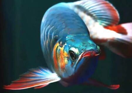 惠州市惠城區(qū)水樂(lè)仙水族店