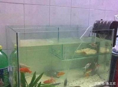 魚缸水渾濁怎么辦：如何解決魚缸水渾濁問題