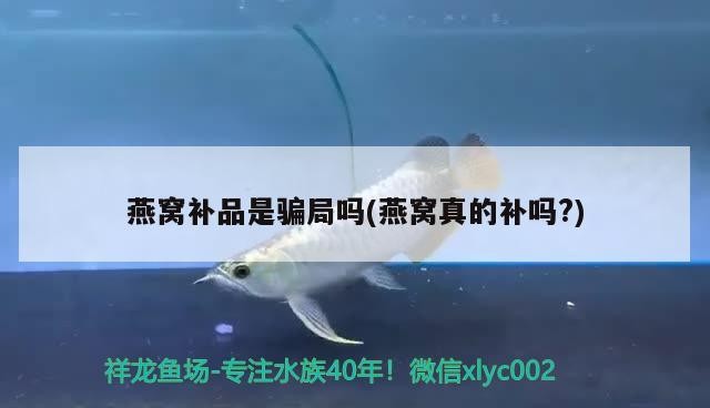 寧陽縣佳藝觀賞魚養殖有限公司（寧陽縣佳藝觀賞魚養殖有限公司電話）