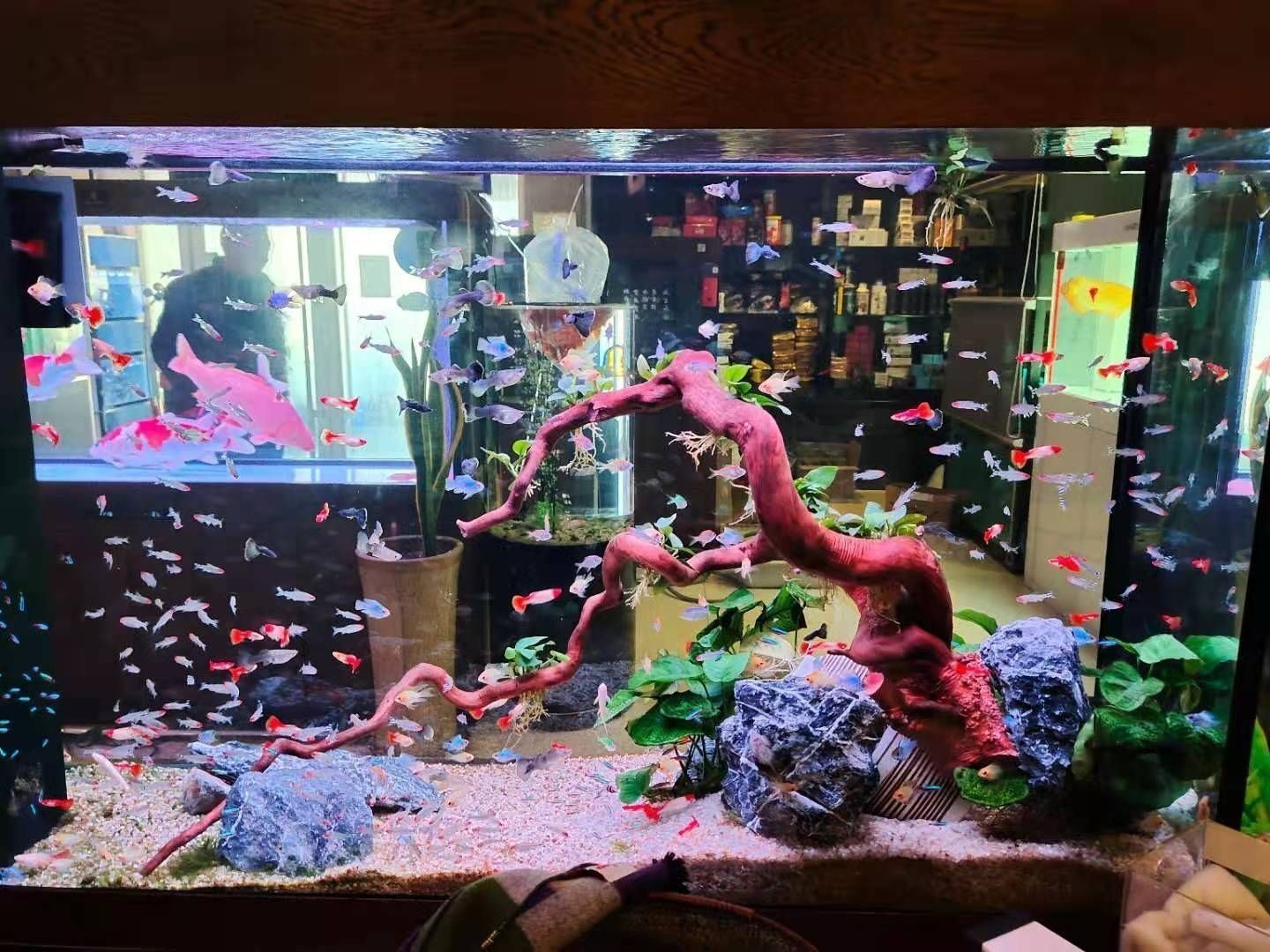 廣州明亮魚缸廠家（廣州明亮魚缸廠家在全球水族產(chǎn)業(yè)鏈中的位置又是如何分布的）