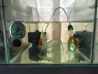 紅綠燈魚缸溫度適宜范圍是多少？：紅綠燈魚對水溫和水質(zhì)的要求較高