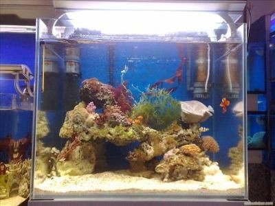 淡水魚缸（淡水魚缸）與海水魚缸的美學對比淡水魚缸：海水魚缸與淡水魚缸的美學對比