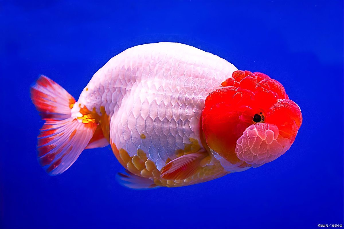 龍魚認主人的三大征兆