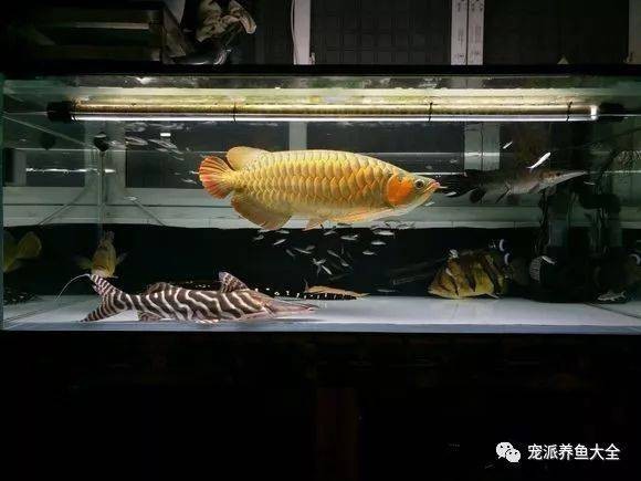 斑馬鴨嘴和龍魚混養好嗎圖片欣賞