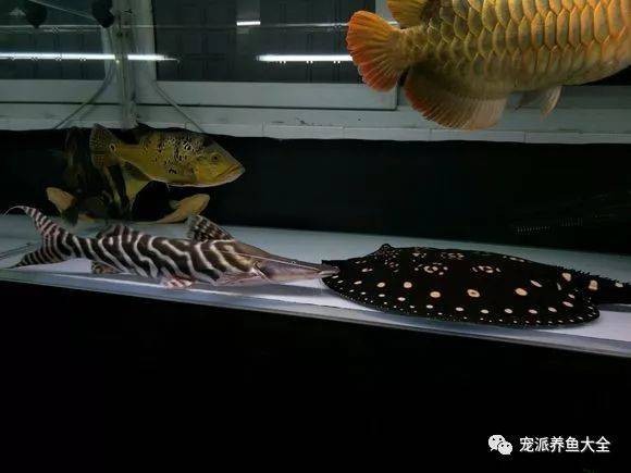 斑馬鴨嘴和龍魚混養好嗎圖片欣賞